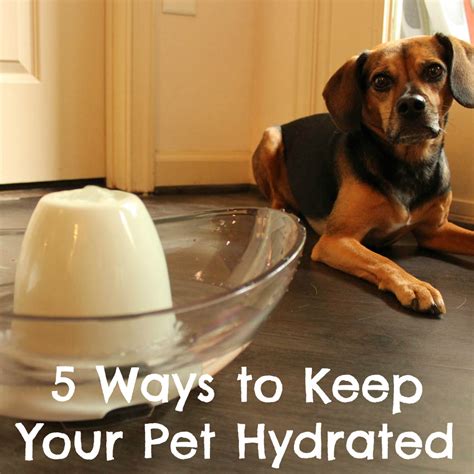 Ways To Keep Your Pet Hydrated Beagles Bargains