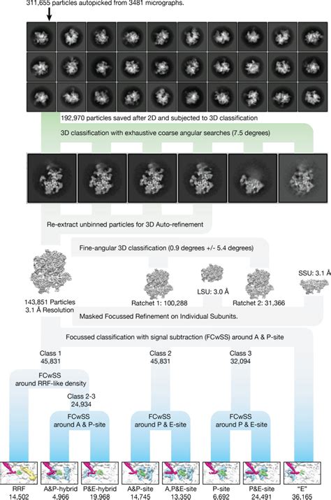 Structural Basis Of Mitochondrial Translation Abstract Europe PMC