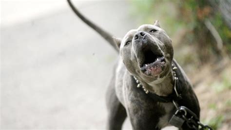 Un Pitbull Mordi E Hiri A Un Nene De A Os