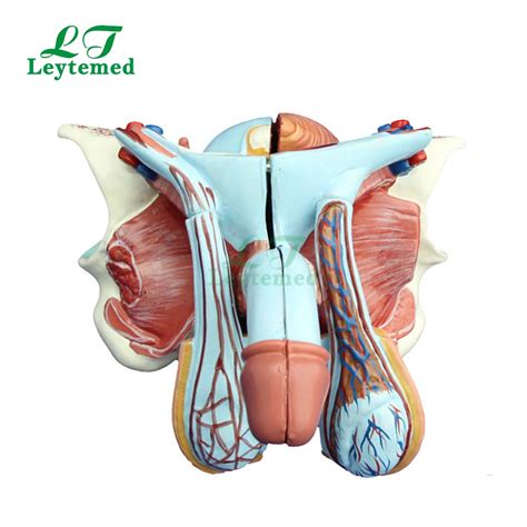 Ltm D Human Male Genital Organs Anatomy Model Buy Male Genital