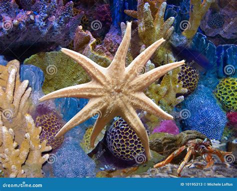 Starfish In Aquarium Exotic Stock Photos Image