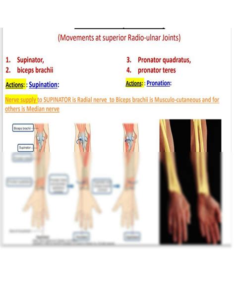 SOLUTION Forearm Muscle Studypool