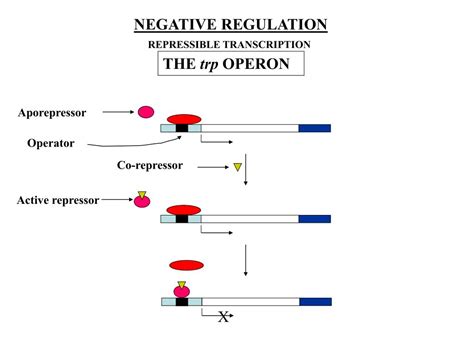 Ppt Promoter Sequences From 10 Bacteriophage And Bacterial Genes Powerpoint Presentation Id