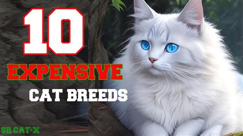 Top 10 Expensive Cat In World Cat Catlover Cats Youtube