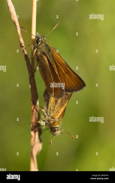 Two Small Skipper Butterflies Thymelicus Sylvestris Mating On A Thin