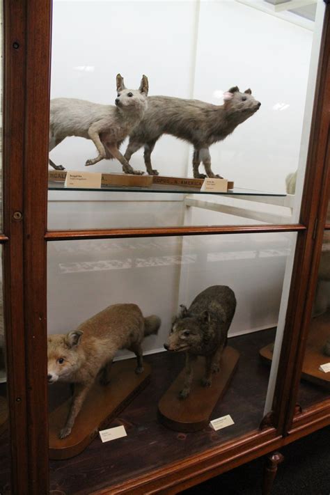 Falklands Island Wolf (Dusicyon australis), Otago Museum - ZooChat
