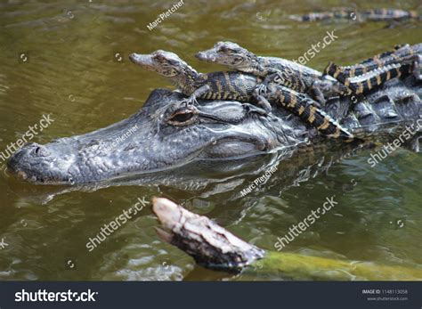 Baby American Crocodiles