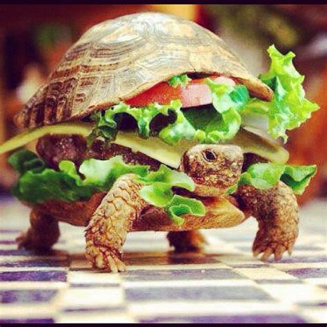 Turtle Burger Roachhd Flickr