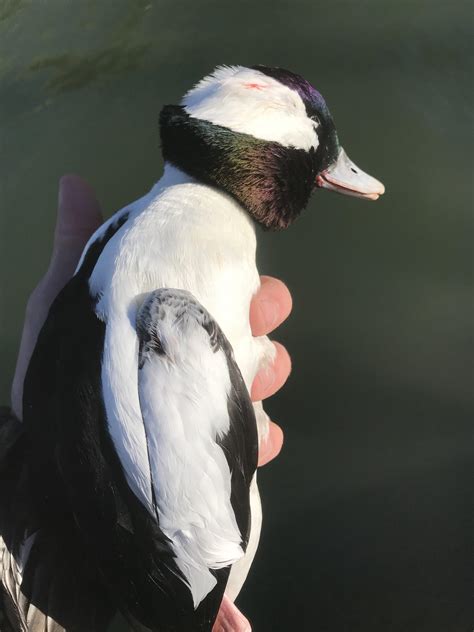 First ever hunt : r/Waterfowl