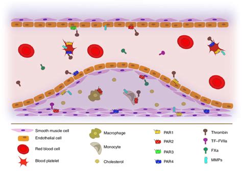 Visualization Of Proteases Activating Protease Activated Receptors