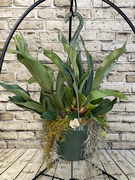 Staghorn Fern Hanging Basket By Ele S Flowers