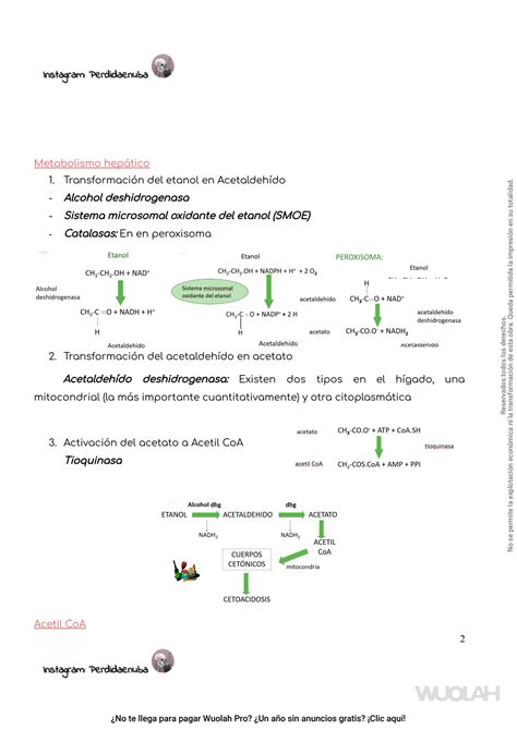 SOLUTION Bioqu Mica Metabolismo Del Etanol Perdida En Uba Studypool