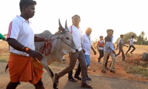 Jallikattu Ban Hurts Tamil Pride, State Erupts In Massive Protests ...