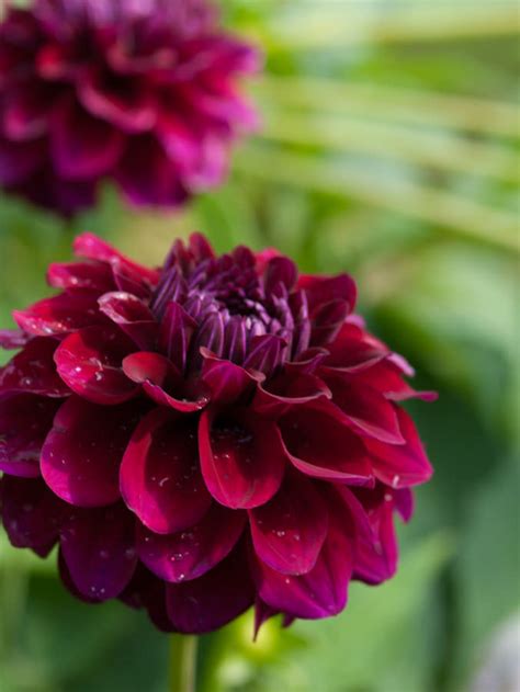 Gartnerbegrep Enkle Doble Og Fylte Blomster Moseplassen