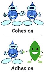 COHESION TENSION THEORY - Study Solutions