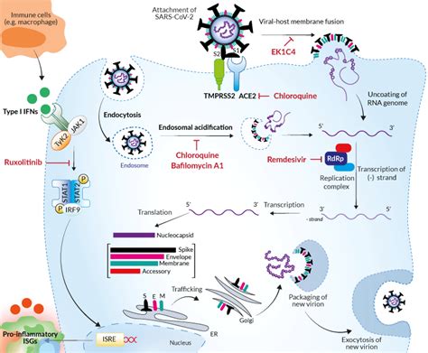 Inhibitors COVID 19 Related InvivoGen