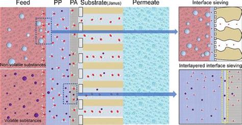 用于在膜蒸馏中筛分挥发性物质的薄膜复合 Janus 膜的层间界面environmental Science And Technology X Mol