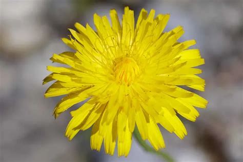 Hypochaeris radicata Wildstaudengärtnerei AG