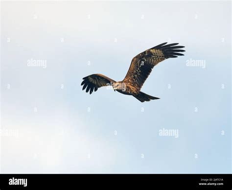 Black kite flying Stock Photo - Alamy