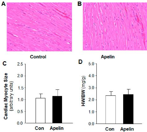 Figure 1 From Chronic Effects Of Apelin On Cardiovascular Regulation