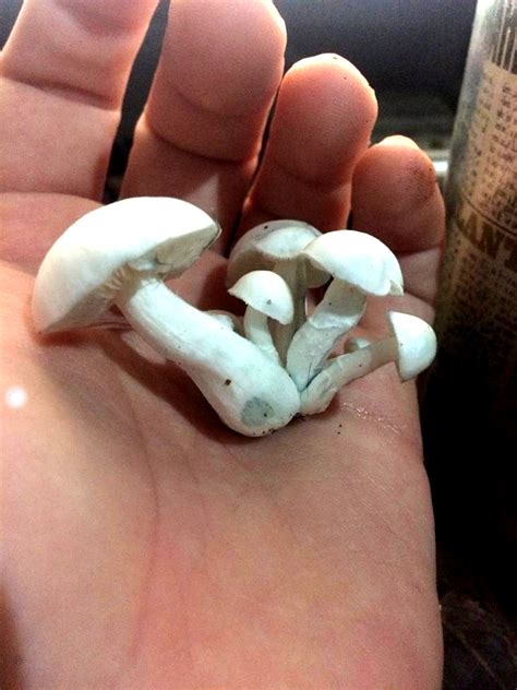 Psilocybe Cubensis True Albino Teacher Tat Compre Acima De G E