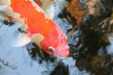 Orange Koi Fish are Swimming in the Pond. Stock Photo - Image of fish ...