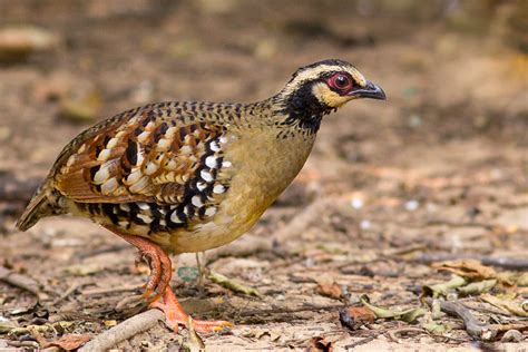 Bar-backed Partridge (Arborophila brunneopectus)