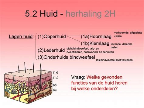 Regelsystemen Menselijk Lichaam Onderwerpen Cscbiologie