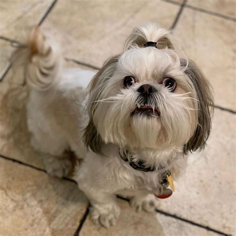 14 Fluffy Facts About Adorable Shih Tzu | Page 3 of 4 | PetPress