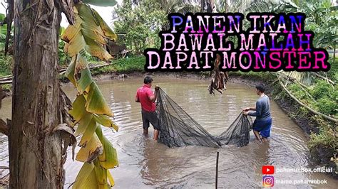 PANEN IKAN BAWAL YouTube