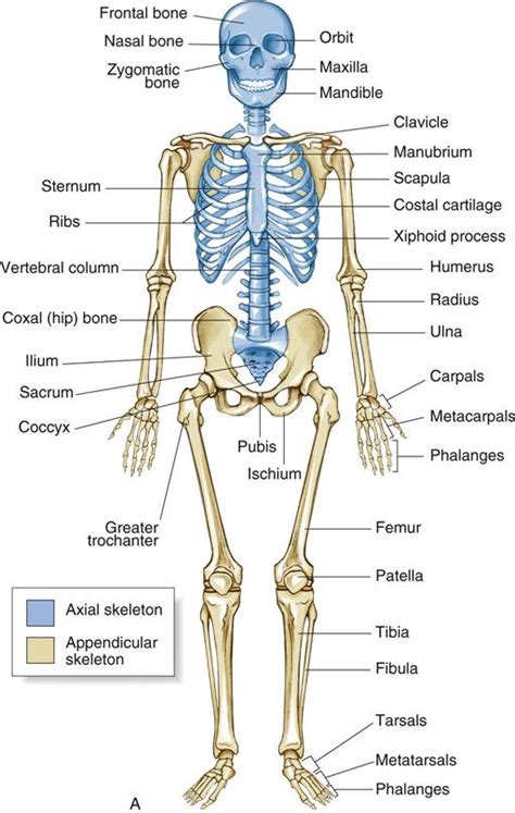 Basic Bone Anatomy