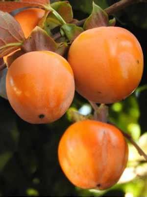 Alberi Da Frutto Caco Mela Pianta Da Frutta Cachi Mela Kako Kaki Albero