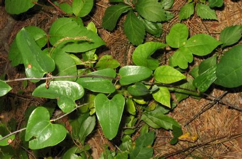 Smilax glauca (glaucous-leaved greenbriar): Go Botany