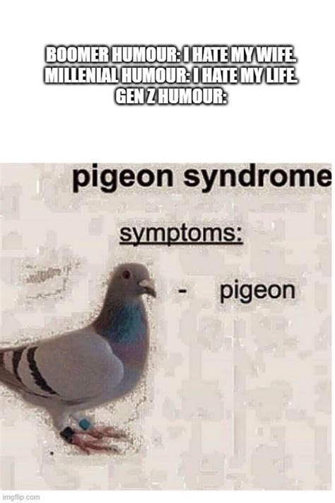 Pigeon Syndrome Imgflip