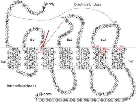 Predicted Two Dimensional Structure Of The Human P2y12 Receptor Tm