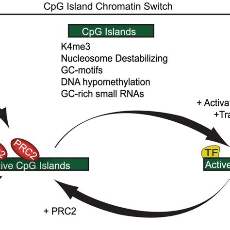 A Model Showing Cpg Islands As A Chromatin Switch A Features Common