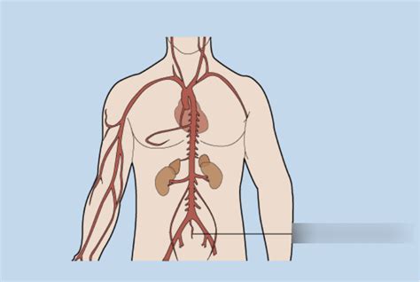 Pelvic Vasculature Diagram Quizlet