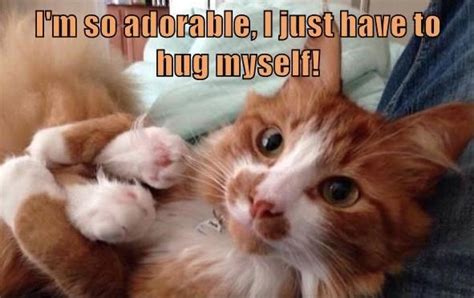 Top 25 Memes Of The Week Cheezburger Users Edition 135 Cute Kittens