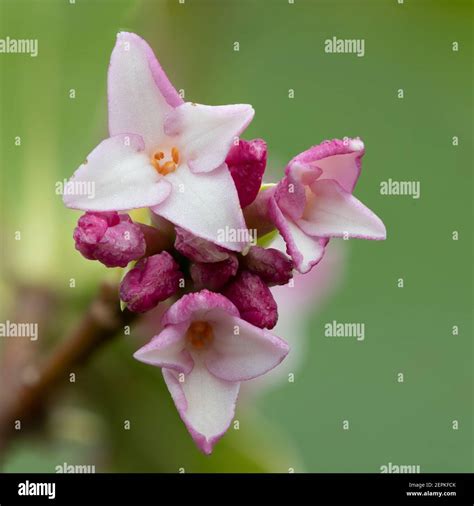 Perfume Daphne Princesa Fotografías E Imágenes De Alta Resolución Alamy