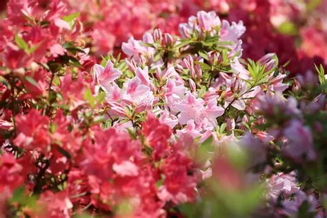 Arbres Et Plantes Du Jardin Ne Surtout Pas Tailler En Automne