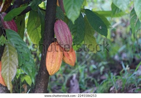 Cacao Tree Plant That Can Grow Stock Photo 2245586253 | Shutterstock