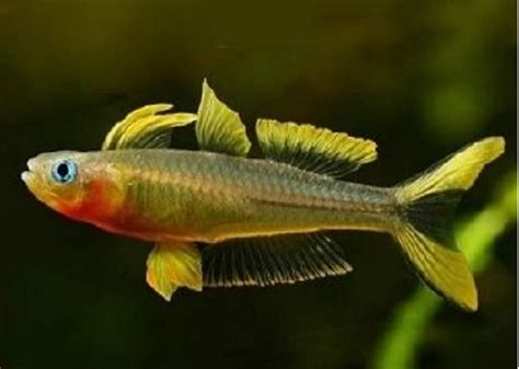 Blue Eye Forktail Furcatus Rainbowfish Trins Tropical Fish