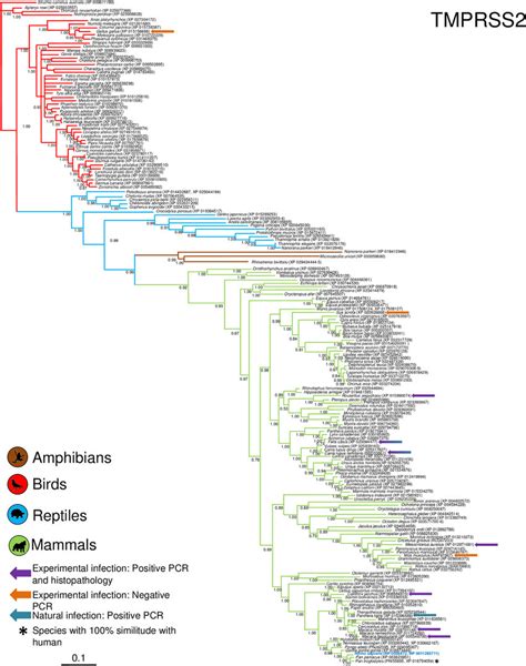 Bayesian Phylogenetic Tree Using Tmprss Gene Sequences For Different