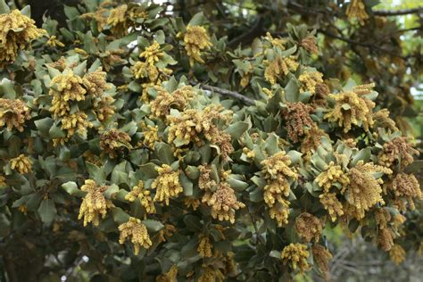 Carrasca Quercus Ilex Ballota Flores Silvestres De Arag N