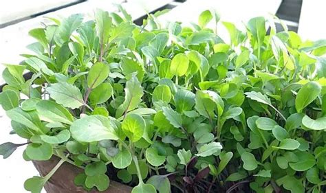 How To Grow Spinach Microgreens 7 Easy Steps For Beginners