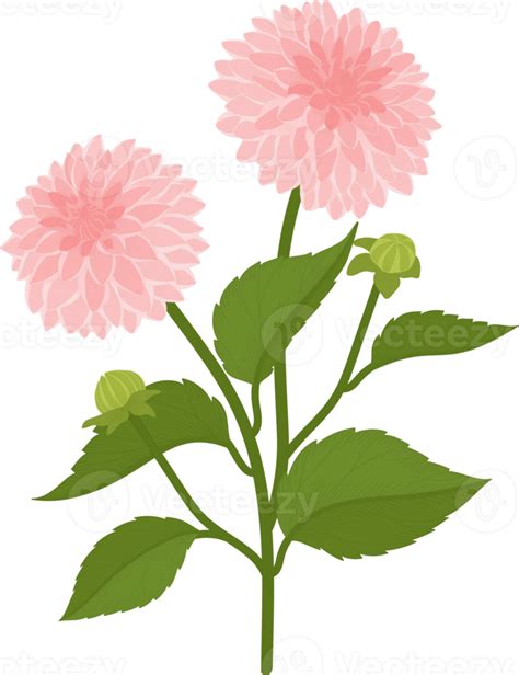 Ilustração Desenhada De Mão Rosa Dália Flor 10170583 Png