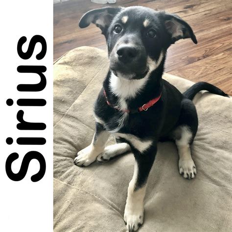 Sirius Manitoba Mutts Dog Rescue