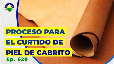 620 Proceso Para El Curtido De Piel De Cabrito YouTube