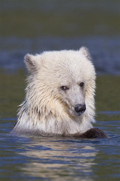 Blonde Grizzly Bear Photograph by Jim Steeves