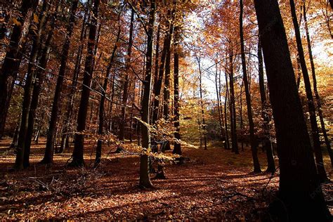 Dark Autumn Forest Great Picturesque Golden Photo Background And